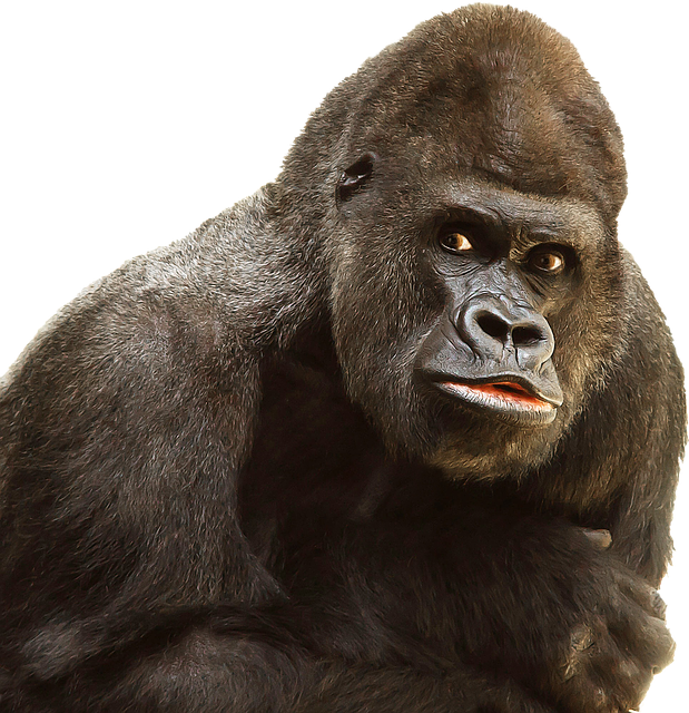 gorilla-1050384_640.png